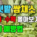 직접 만든 잎채소 모종 심기 *4월 텃밭 적겨자와 케일 쌈채소모종 파종 이미지