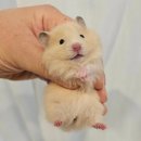 골든햄스터분양 탬펫 이미지