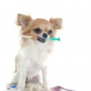 아델동물병원 이미지