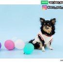 댕댕라운지 이미지