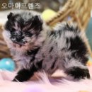 오마이프렌즈 이미지