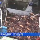 오징어의 하루 이미지