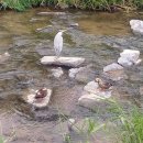 당현천 트레킹 / 11월 20일 목요일 1시 이미지