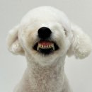 대전 근교 계룡 엄사면 애견 미용실 추천 &#39;송송펫&#39; - 한껏 더 귀여워진 담비지 :)