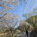 가래골농장 | 2026 벚꽃캠핑 후기｜대성리 토마토캠핑장 리얼 방문기