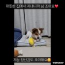 [함안보호소 유기견] 미모100점 성격200점 매력쟁이 링고의 가족을 찾아요 이미지