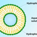 제타전위-Liposome(리포좀)의 제타포텐셜 분석-STABINO ZETA 이미지