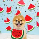 슈가바스 이미지