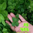 행운 이미지