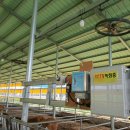 옥천한우농장 이미지