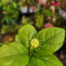 Jasminum sambac Grand Duke of Tuscany 이미지