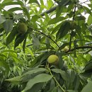 반월농장 이미지