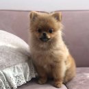 서현동물병원 이미지