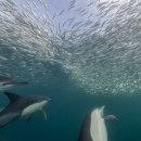 세계의 명소와 풍물 165남아프리카 Sardine Run (정어리떼 대이동) 이미지