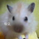 (주)아이랩 | [내돈] 햄스터 사료 해미랩 심장백세, 이유식 기호도 후기