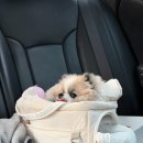 인앤펫 | [펫페어 후기] 일산 킨텍스 ‘마이펫페어’ 다녀온 후기!