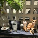 중앙로1261번길 | Chats 샷츠