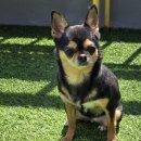 포유FUN케어센터 | 순천 여수 광양 애견 반려견 파양 입양 포유앤유 후기