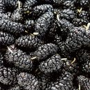 오디가개 이미지