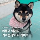 퍼피스 | 포퍼피스 for pupeace｜너무 귀여운 강아지 여름용 케이프, 이름 레터링 스카프