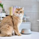 고양이 분리불안 줄이는 방법, 다묘가정에서 바이탈펫 써본 후기