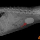 우리애동물병원 이미지