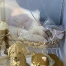 반려반상 이미지