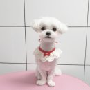 오룡애견미용 이미지