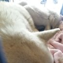 페츠비동물병원 이미지