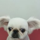 뽀도DOG 이미지