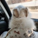 몽이네펫택시 네이버블로그