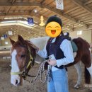 전원목장 | 가을 제주도 서쪽 애월 가볼 만한 곳 승마 체험 더홀스승마센터 목장 길 코스 내돈내산 후기