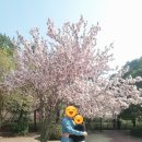 남구-022 | 022 포항 영일대 호텔 공원 _ 단풍과 벗꽃이 아름다운 산책로