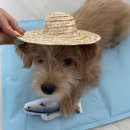 감성족발 이미지