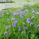 아이리스 이미지