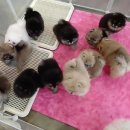 메르시몽프레 포메분양&애견카페 이미지