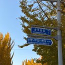 은행나무길 대여소 | [아산단풍명소] 아산 곡교천 은행나무길 절정 11.15 방문후기 + 주차팁