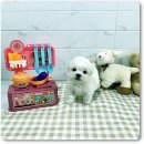 광주강아지분양 애견분양 마마스미독 광주점 이미지