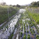 분천농장 이미지