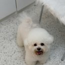 피카소동물병원 이미지