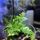 아쿠아플랜트디자인 이미지