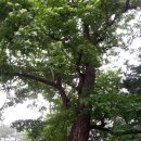 조령산자연휴양림 이미지