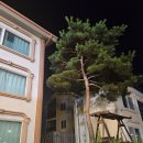 제부도펜션 벚꽃 이미지