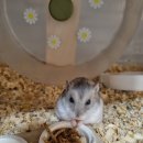 패러그린샵 동래점 | 부산햄스터 샵 동래 패러그린샵 다녀왔어요,, 햄스터 65g 이상이면 비만!!