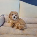 도그마루 강아지고양이 안산점 이미지