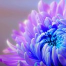 옥길한신더휴 이미지