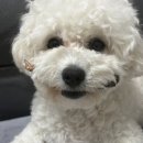찹찹테이블 이미지