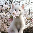 목욕하는고양이 이미지