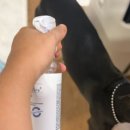강아지발바닥 | 페토세라모이스처플러스 강아지미스트 에센스 발바닥젤리 배 보습 후기