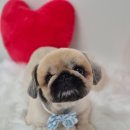 아모르 댕 이미지